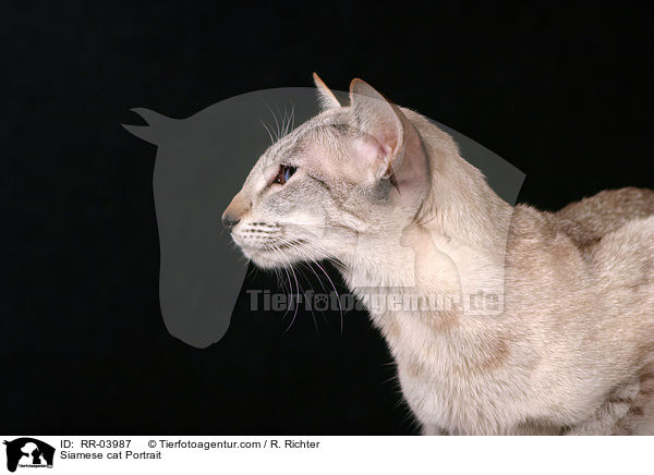 Siam Portrait / Siamese cat Portrait / RR-03987