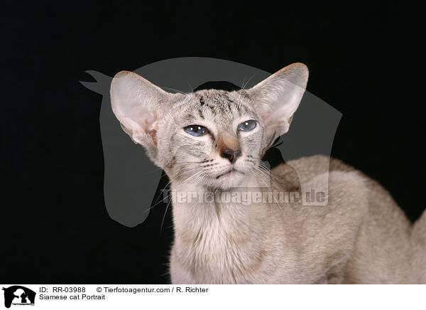 Siamese cat Portrait / RR-03988