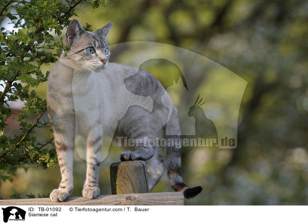 Siamese cat / TB-01092
