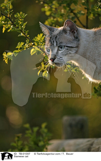 Siamese cat / TB-01097