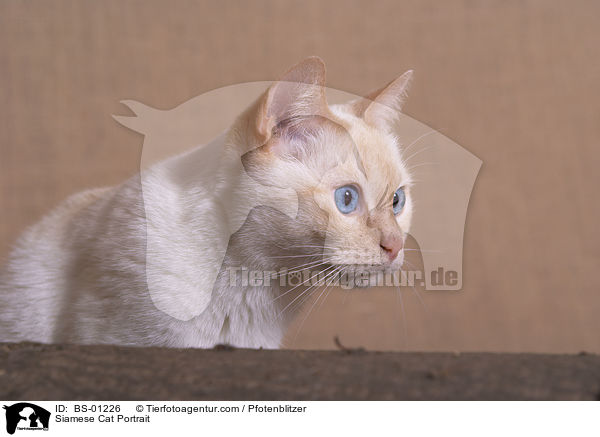 Siamese Cat Portrait / BS-01226