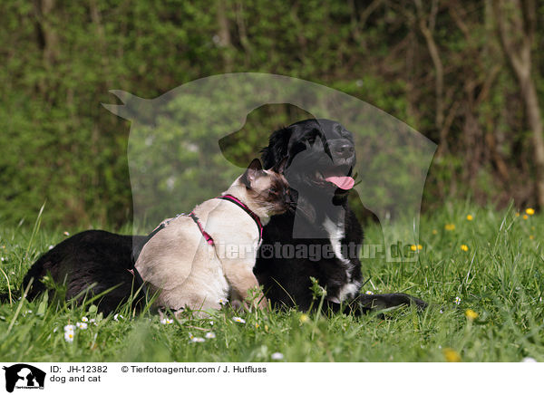 dog and cat / JH-12382
