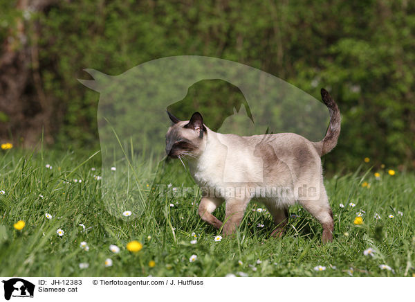 Siamese cat / JH-12383