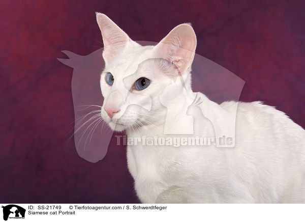 Siamese cat Portrait / SS-21749