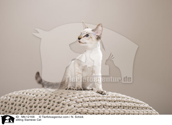 sitting Siamese Cat / NN-12168