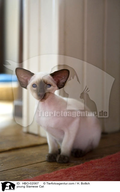 young Siamese Cat / HBO-02067
