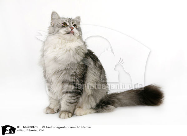 sitzende Sibirische Katze / sitting Siberian Cat / RR-09973