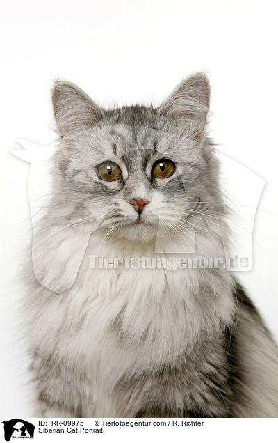 Sibirische Katze Portrait / Siberian Cat Portrait / RR-09975