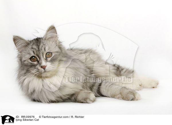 liegende Sibirische Katze / lying Siberian Cat / RR-09976