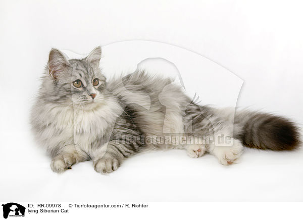 liegende Sibirische Katze / lying Siberian Cat / RR-09978
