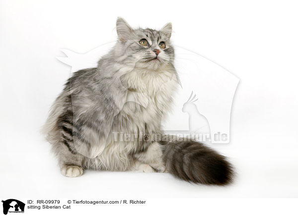 sitzende Sibirische Katze / sitting Siberian Cat / RR-09979
