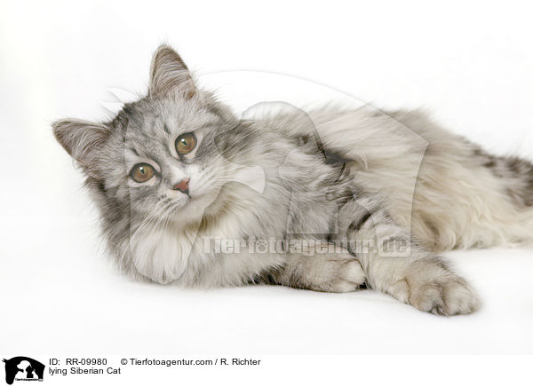 liegende Sibirische Katze / lying Siberian Cat / RR-09980