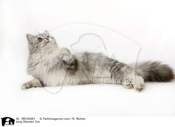 liegende Sibirische Katze / lying Siberian Cat / RR-09981