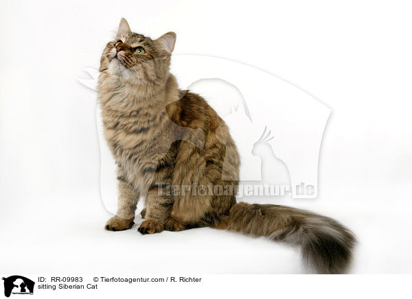 sitzende Sibirische Katze / sitting Siberian Cat / RR-09983