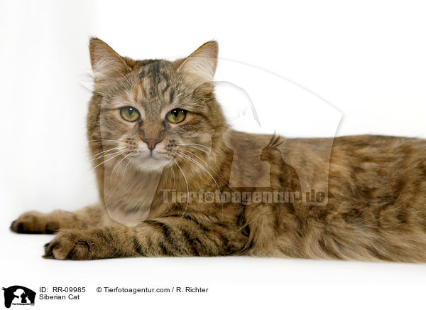 Sibirische Katze / Siberian Cat / RR-09985