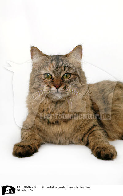 Sibirische Katze / Siberian Cat / RR-09986