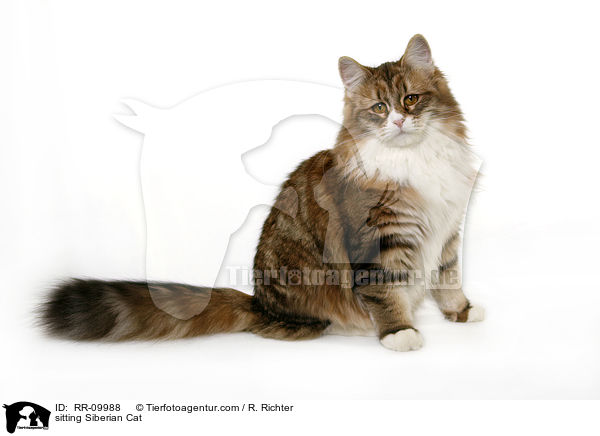 sitzende Sibirische Katze / sitting Siberian Cat / RR-09988