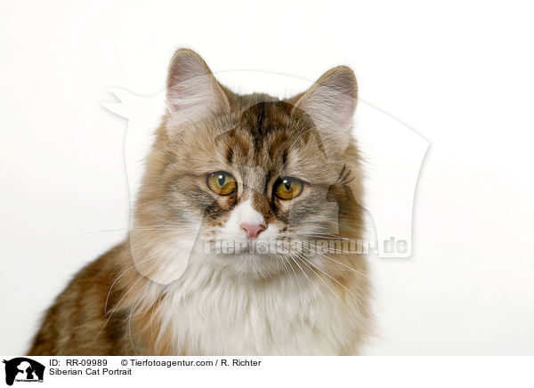 Sibirische Katze Portrait / Siberian Cat Portrait / RR-09989