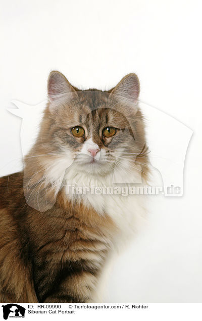 Sibirische Katze Portrait / Siberian Cat Portrait / RR-09990