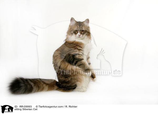sitzende Sibirische Katze / sitting Siberian Cat / RR-09993