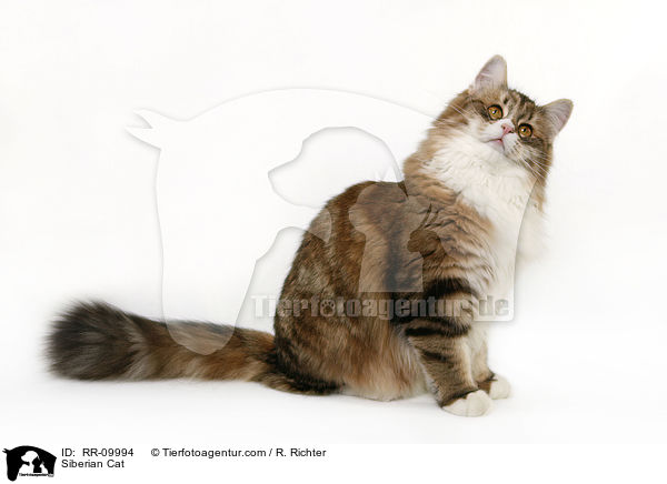 Sibirische Katze / Siberian Cat / RR-09994