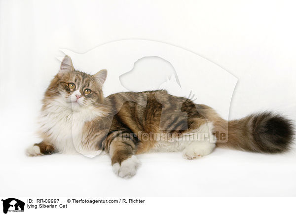 liegende Sibirische Katze / lying Siberian Cat / RR-09997