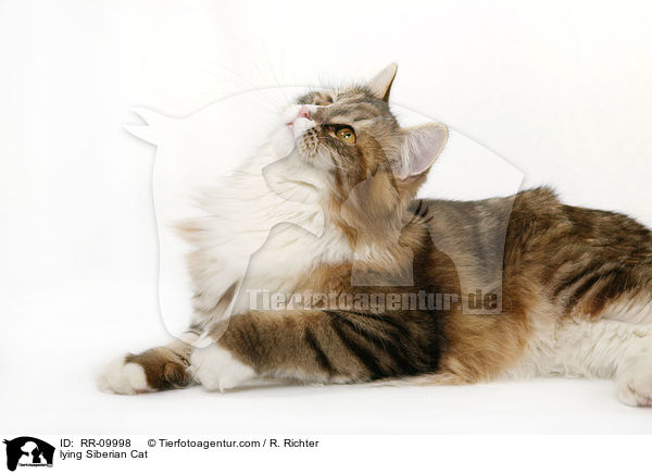 liegende Sibirische Katze / lying Siberian Cat / RR-09998