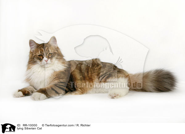 liegende Sibirische Katze / lying Siberian Cat / RR-10000