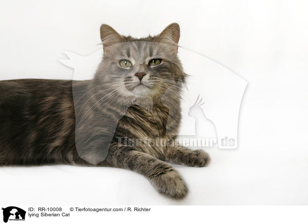 liegende Sibirische Katze / lying Siberian Cat / RR-10008