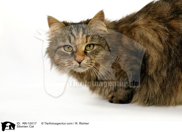 Sibirische Katze / Siberian Cat / RR-10017