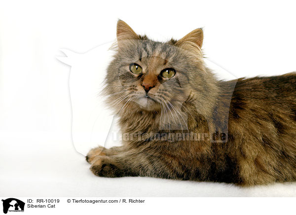 Sibirische Katze / Siberian Cat / RR-10019