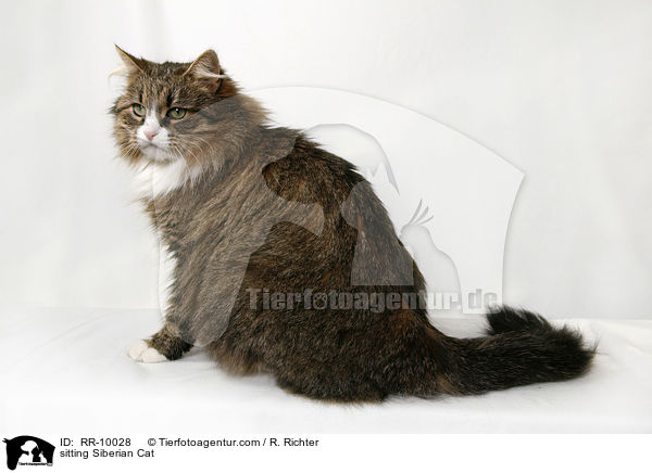 sitzende Sibirische Katze / sitting Siberian Cat / RR-10028