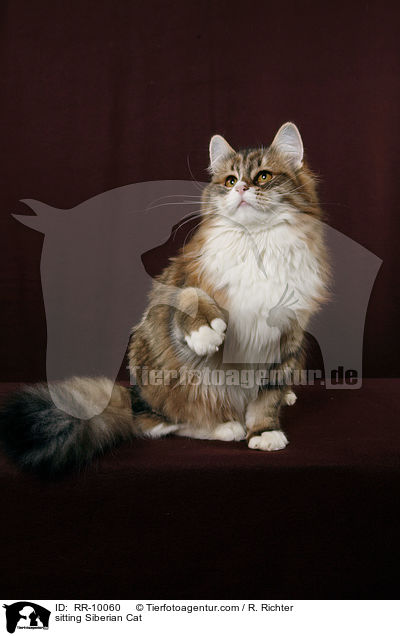 sitzende Sibirische Katze / sitting Siberian Cat / RR-10060
