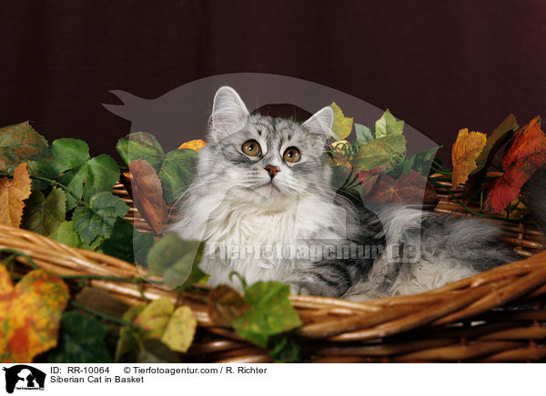 Sibirische Katze im Krbchen / Siberian Cat in Basket / RR-10064