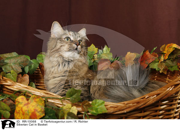 Sibirische Katze im Krbchen / Siberian Cat in Basket / RR-10068