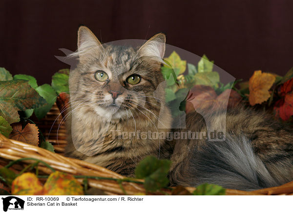 Sibirische Katze im Krbchen / Siberian Cat in Basket / RR-10069
