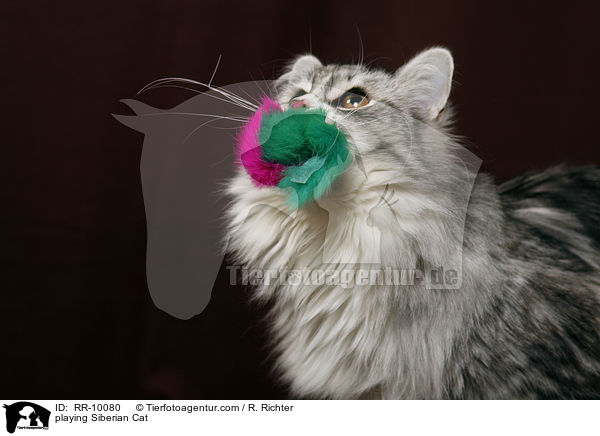 spielende Sibirische Katze / playing Siberian Cat / RR-10080