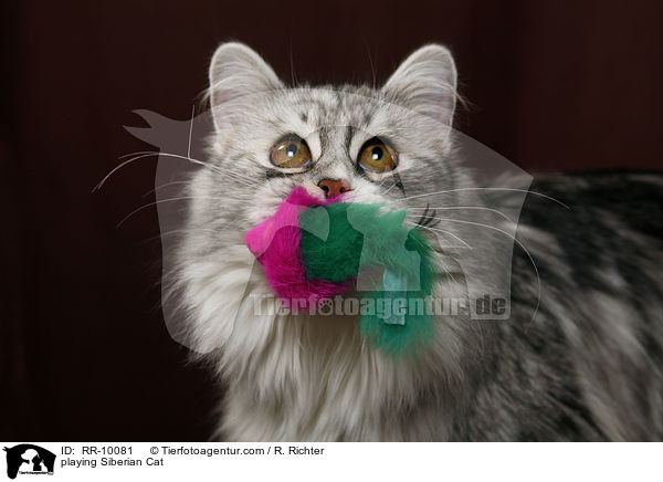 spielende Sibirische Katze / playing Siberian Cat / RR-10081