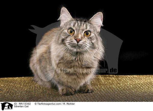 Sibirische Katze / Siberian Cat / RR-13392