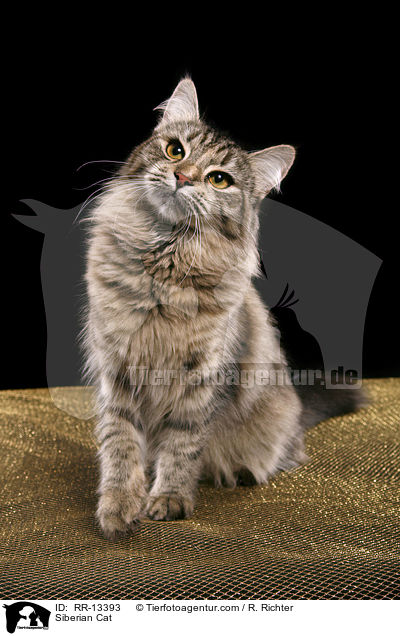 Sibirische Katze / Siberian Cat / RR-13393