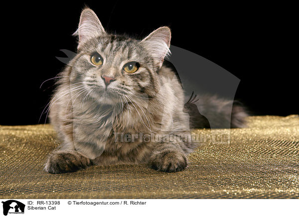 Sibirische Katze / Siberian Cat / RR-13398