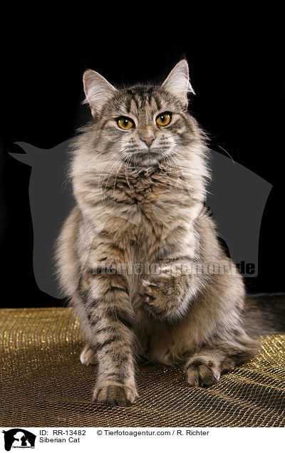 Sibirische Katze / Siberian Cat / RR-13482
