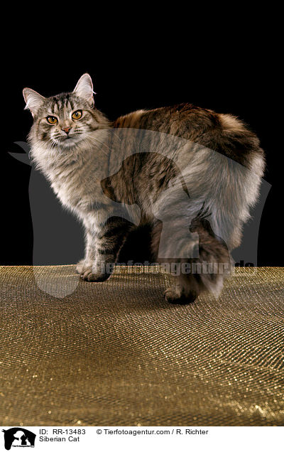 Sibirische Katze / Siberian Cat / RR-13483