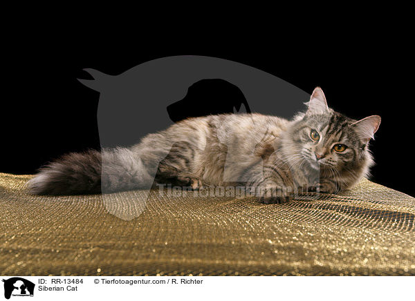 Sibirische Katze / Siberian Cat / RR-13484