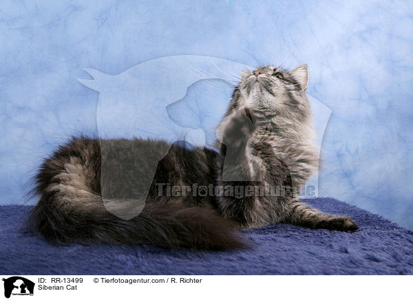 Sibirische Katze / Siberian Cat / RR-13499