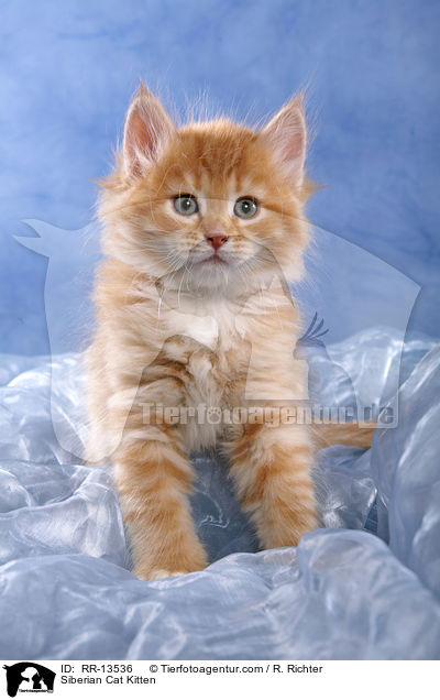 Sibirische Katze Ktzchen / Siberian Cat Kitten / RR-13536
