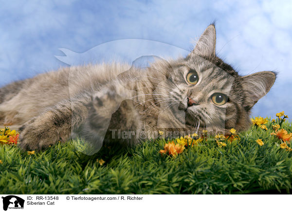 Sibirische Katze / Siberian Cat / RR-13548