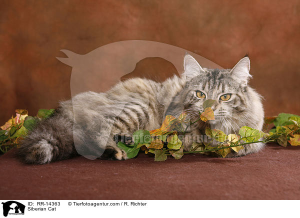 Sibirische Katze / Siberian Cat / RR-14363