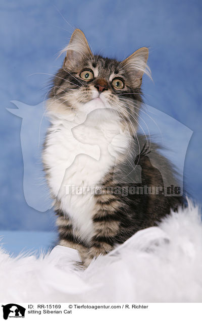 sitzende Sibirische Katze / sitting Siberian Cat / RR-15169