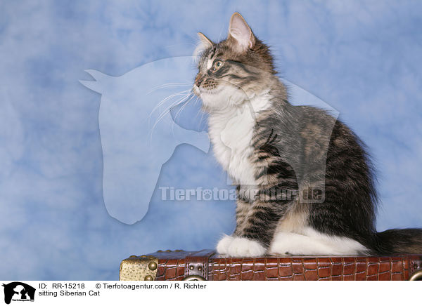 sitzende Sibirische Katze / sitting Siberian Cat / RR-15218
